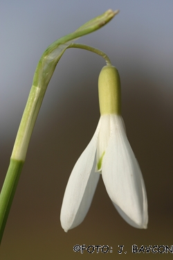 Galanthus nivalis 'Beloglavi'