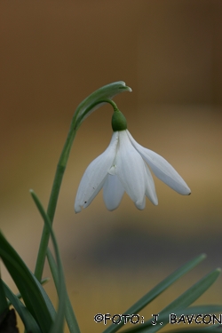 Galanthus nivalis 'Brest'