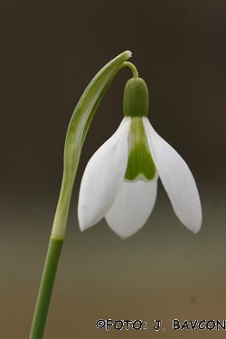 Galanthus nivalis 'Cerkno'