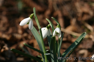 Galanthus nivalis 'Cesta'