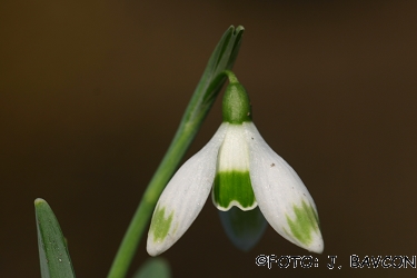 Galanthus nivalis 'Cikcakasti'