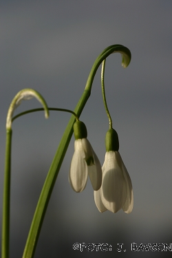 Galanthus nivalis 'Col'