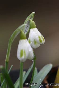 Galanthus nivalis 'David'