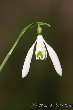 Galanthus nivalis 'Duet'