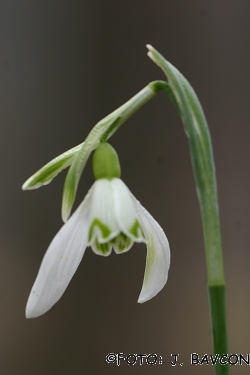 Galanthus nivalis 'Dvojni Zajček'