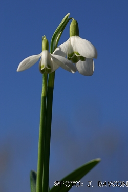 Galanthus nivalis 'Dvostebelni'