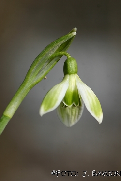 Galanthus nivalis 'Eva'