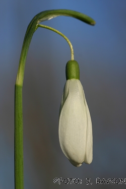 Galanthus nivalis 'Giant'