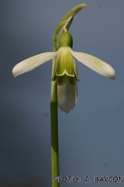 Galanthus nivalis 'Gora'