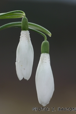 Galanthus nivalis 'Hrastovlje'