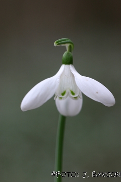 Galanthus nivalis 'Kija'