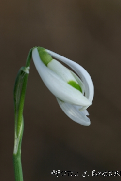 Galanthus nivalis 'Klešče'