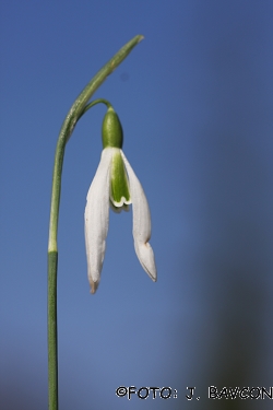 Galanthus nivalis 'Koper - Capodistria'