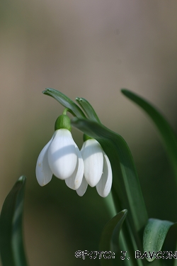 Galanthus nivalis 'Krinolinca'