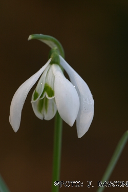 Galanthus nivalis 'Lampijonček'