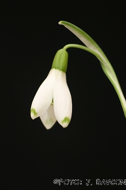 Galanthus nivalis 'Lea'