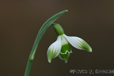 Galanthus nivalis 'Ljubljana'