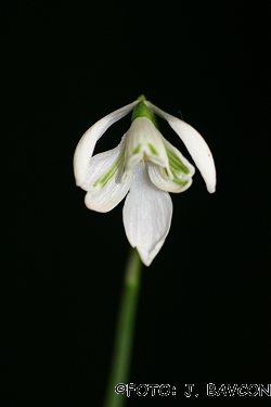 Galanthus nivalis 'Lobeliocvetni'