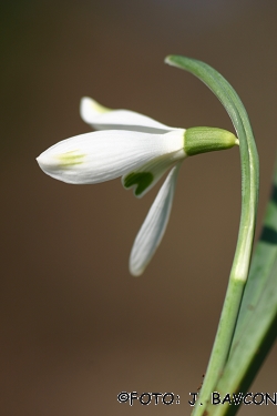 Galanthus nivalis 'Malovše'