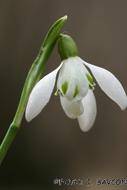 Galanthus nivalis 'Medno'