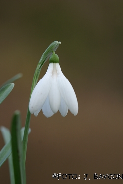 Galanthus nivalis 'Mura'