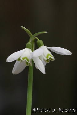 Galanthus nivalis 'Murska Sobota'