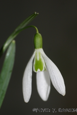 Galanthus nivalis 'Netopir'