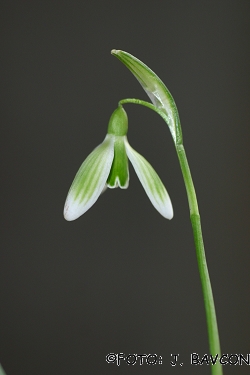 Galanthus nivalis 'Nova Gorica'