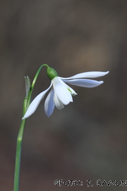 Galanthus nivalis 'Orlicocvetni'