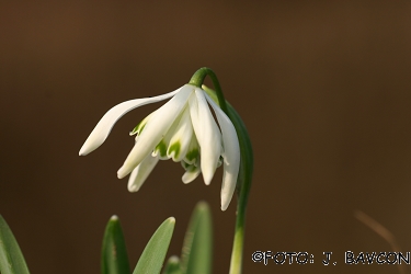 Galanthus nivalis 'Pajek'