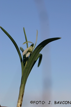 Galanthus nivalis 'Petlistni'