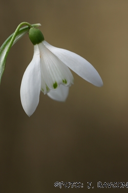 Galanthus nivalis 'Podsreda'