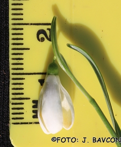 Galanthus nivalis 'Pritlikavec'