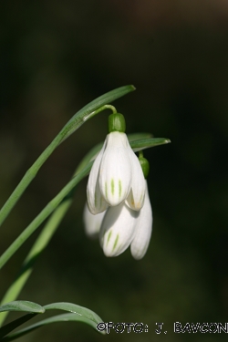 Galanthus nivalis 'Progaste Krinolince'