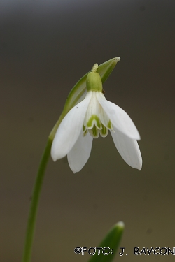 Galanthus nivalis 'Quartet'