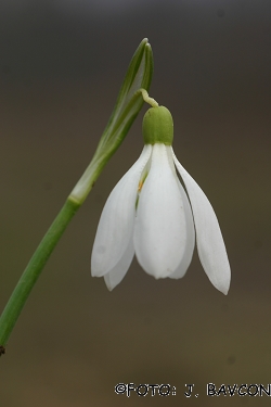 Galanthus nivalis 'Quintet'