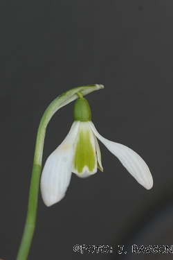 Galanthus nivalis 'Rob'