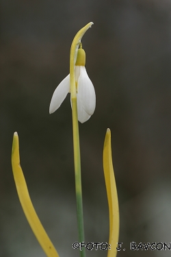 Galanthus nivalis 'Rumenoglavi'