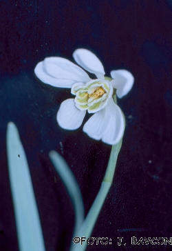 Galanthus nivalis 'Septet'