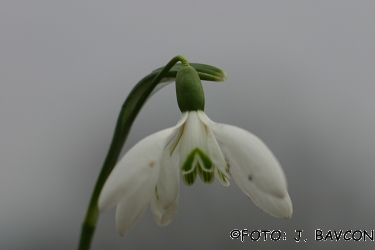 Galanthus nivalis 'Sextet'