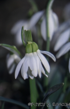 Galanthus nivalis 'Siamski Četvorčki'