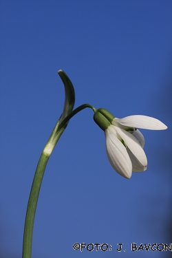 Galanthus nivalis 'Siamski Dvojčki'