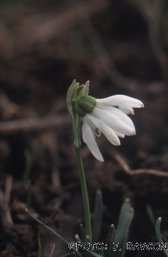 Galanthus nivalis 'Siamski Trojčki'