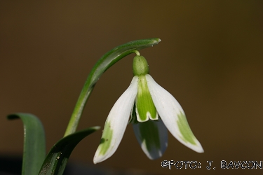 Galanthus nivalis 'Sortež'