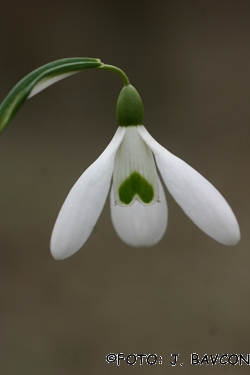 Galanthus nivalis 'Srček'