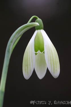 Galanthus nivalis 'Tomišelj'