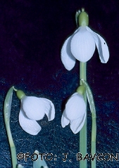 Galanthus nivalis 'Veržej'