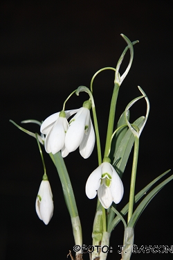 Galanthus nivalis 'Vile'