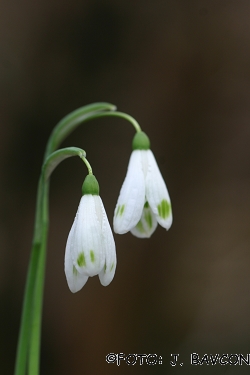 Galanthus nivalis 'Vipava'