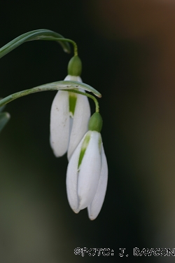 Galanthus nivalis 'Vrtoče'